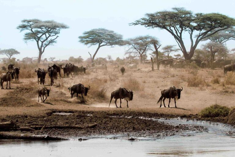 Witness-the-Great-Migration-05