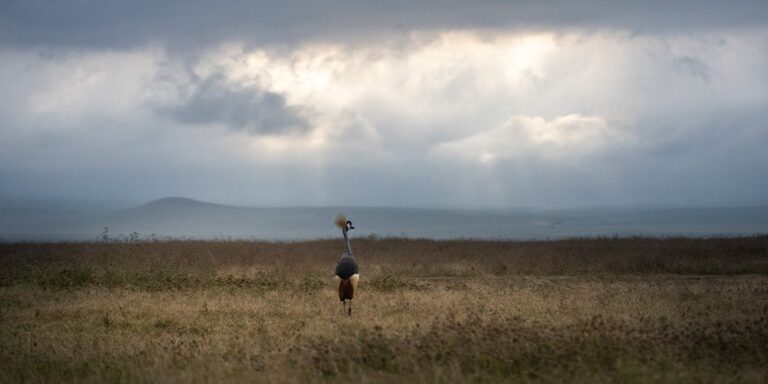crown-crane-in-the-ngorongoro-crater-4