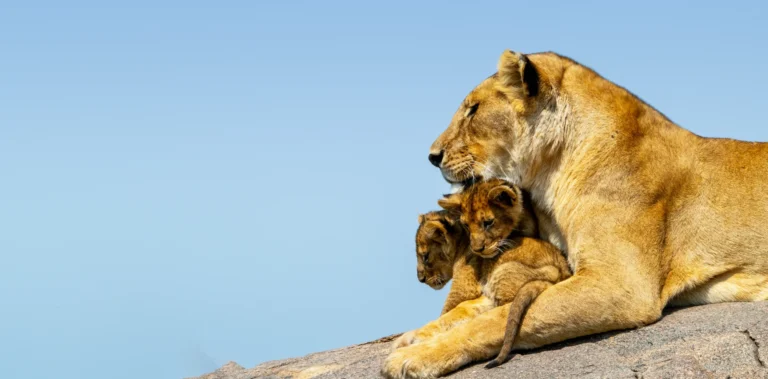 how-to-travel-safely-during-tanzania-safaris-in-2022-banner-scaled