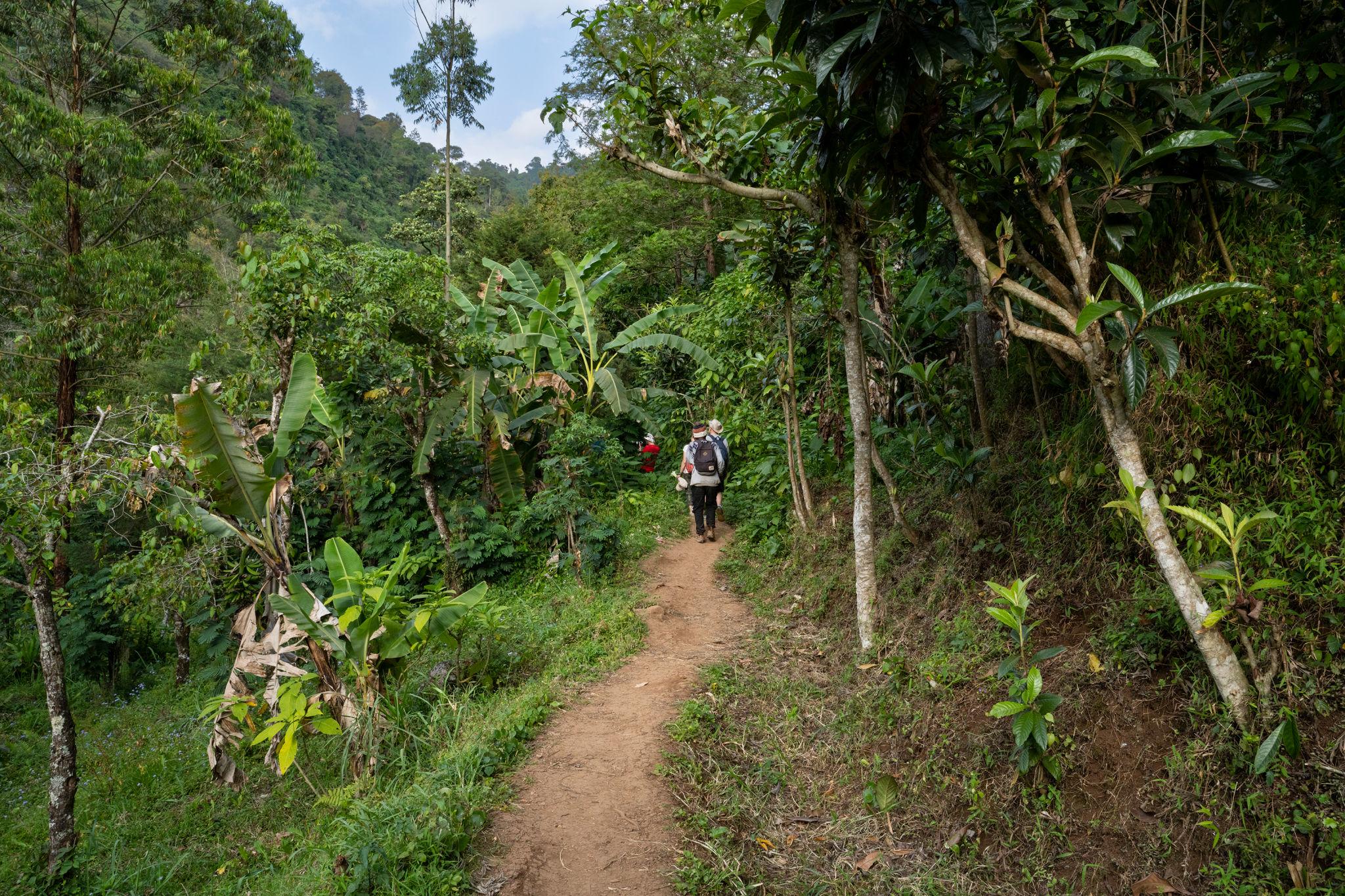 Marangu Route 5 Days - Mount Kilimanjaro Climbing - Image 3