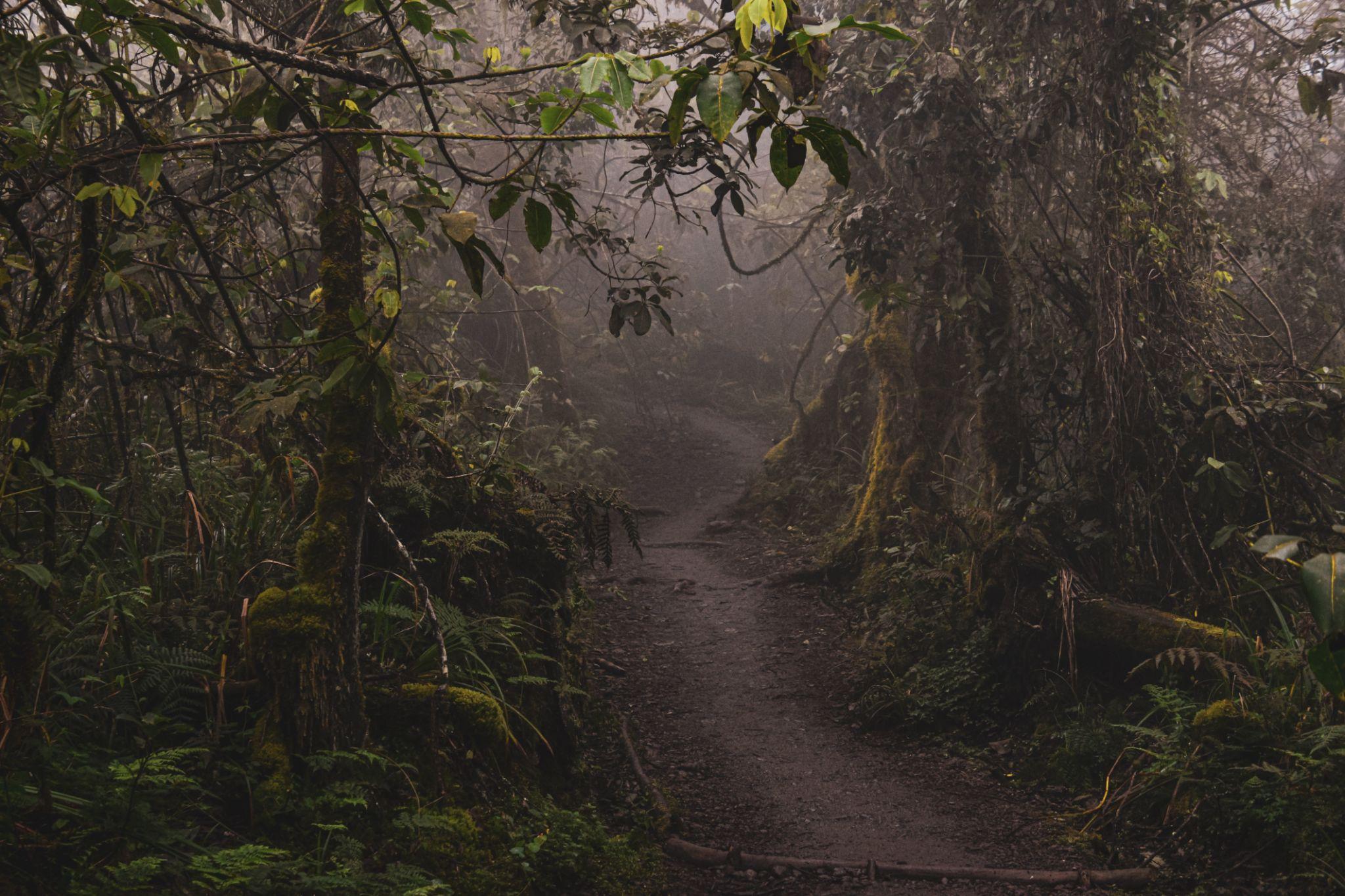 Marangu Route 5 Days - Mount Kilimanjaro Climbing - Image 4