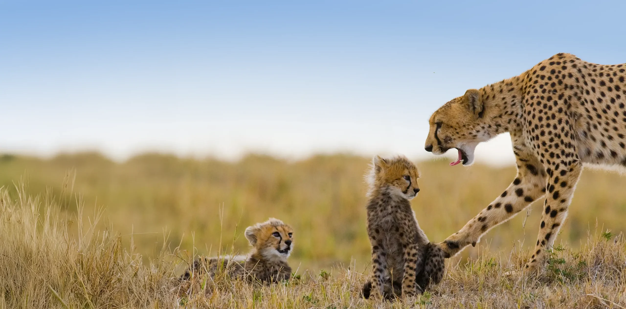 Tanzania 