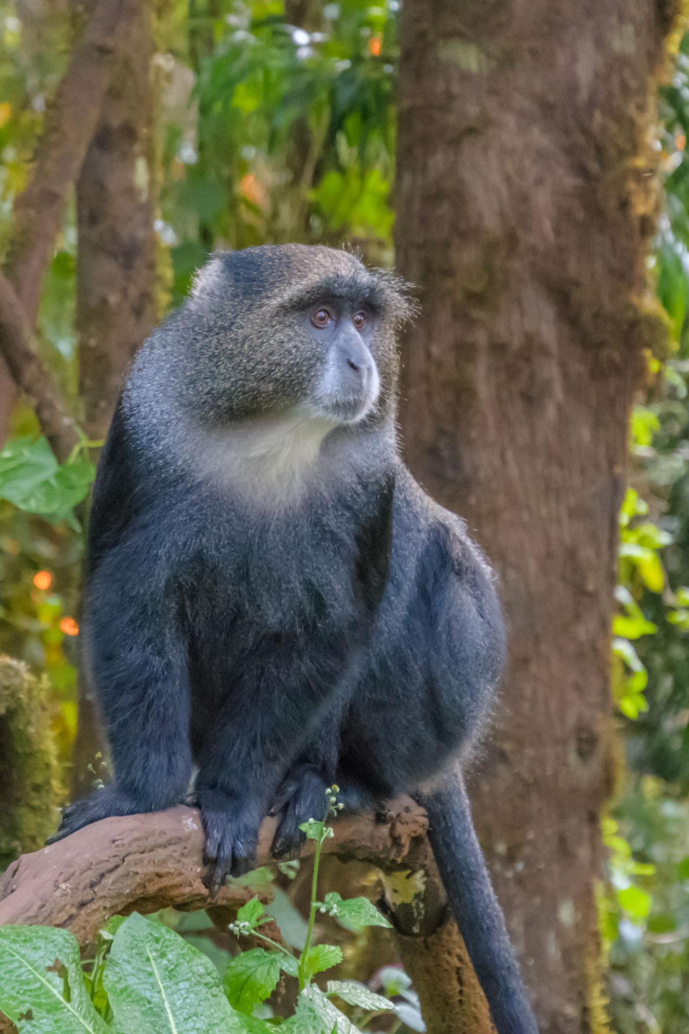 Marangu Route 5 Days - Mount Kilimanjaro Climbing - Image 7