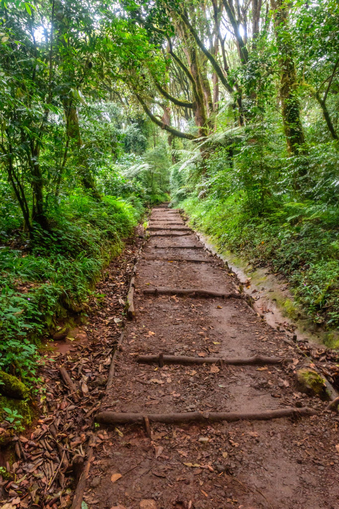 Marangu Route 5 Days - Mount Kilimanjaro Climbing - Image 5