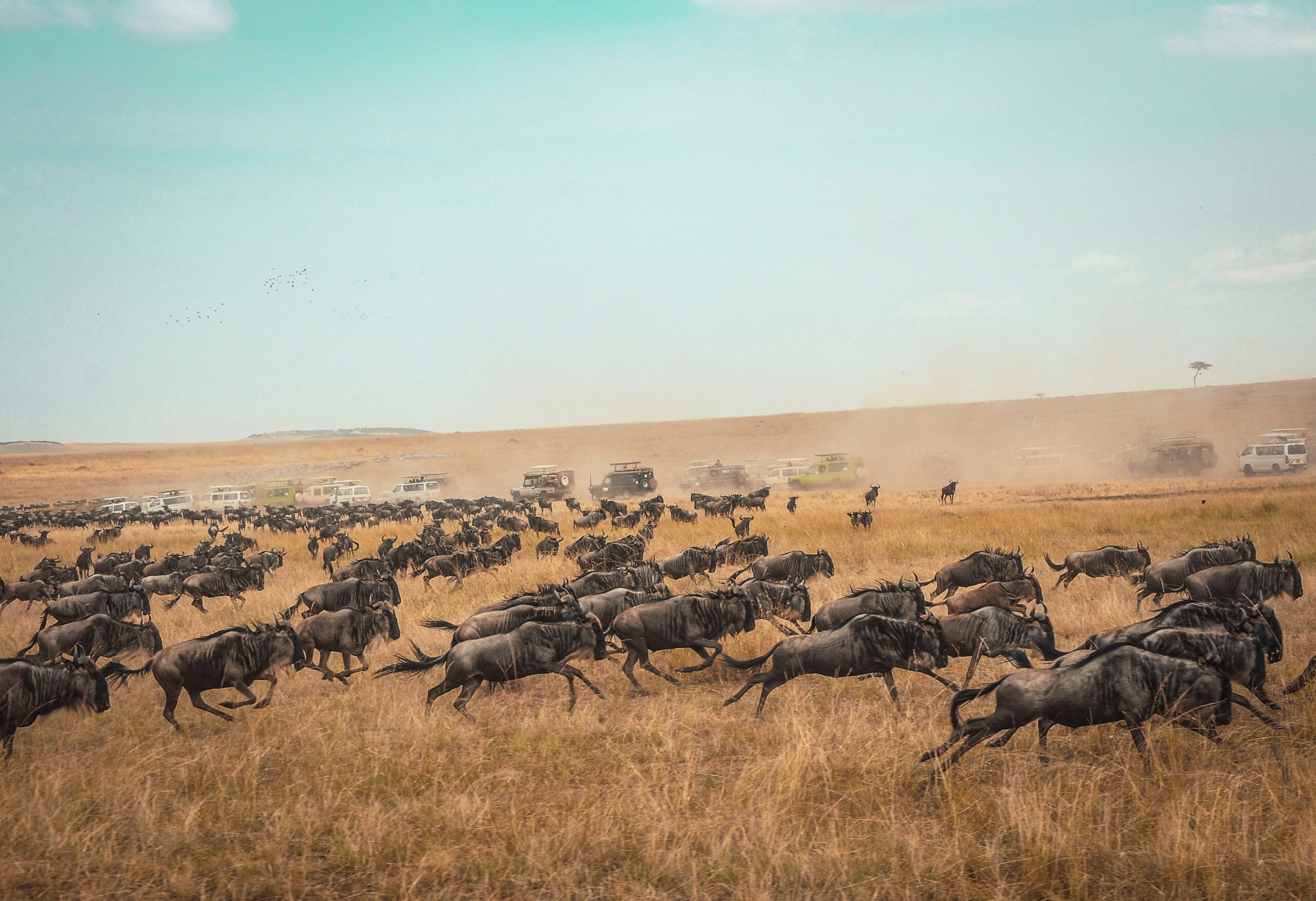 5-Day Great Migration Safari - Image 3