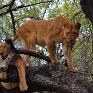 7-Day Budget Safari from Zanzibar