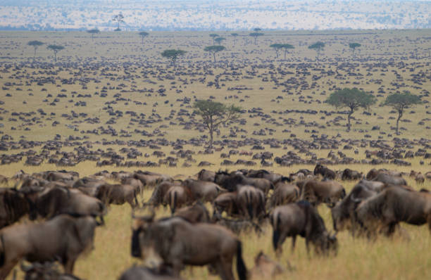 6 Days Great Migration Safari from Zanzibar - Image 4