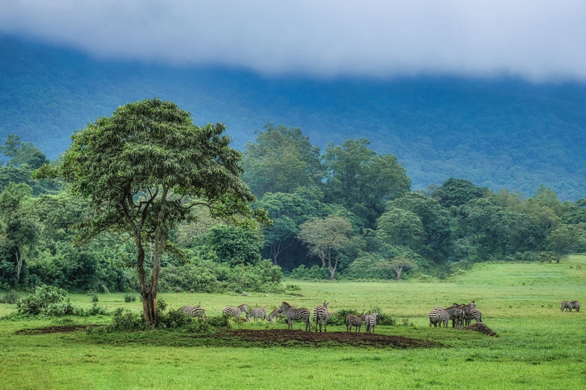 9 Days Northern Tanzania Migration Safari - Image 2