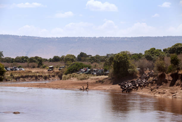 6 Days Semi-Luxury Great Migration Safari - Image 3