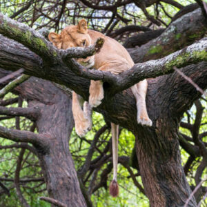 7-Day Fly-In Safari from Zanzibar