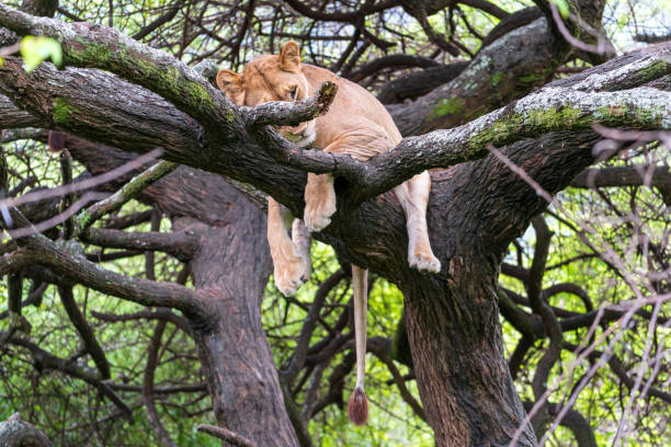 7-Day Budget Safari from Zanzibar - Image 3