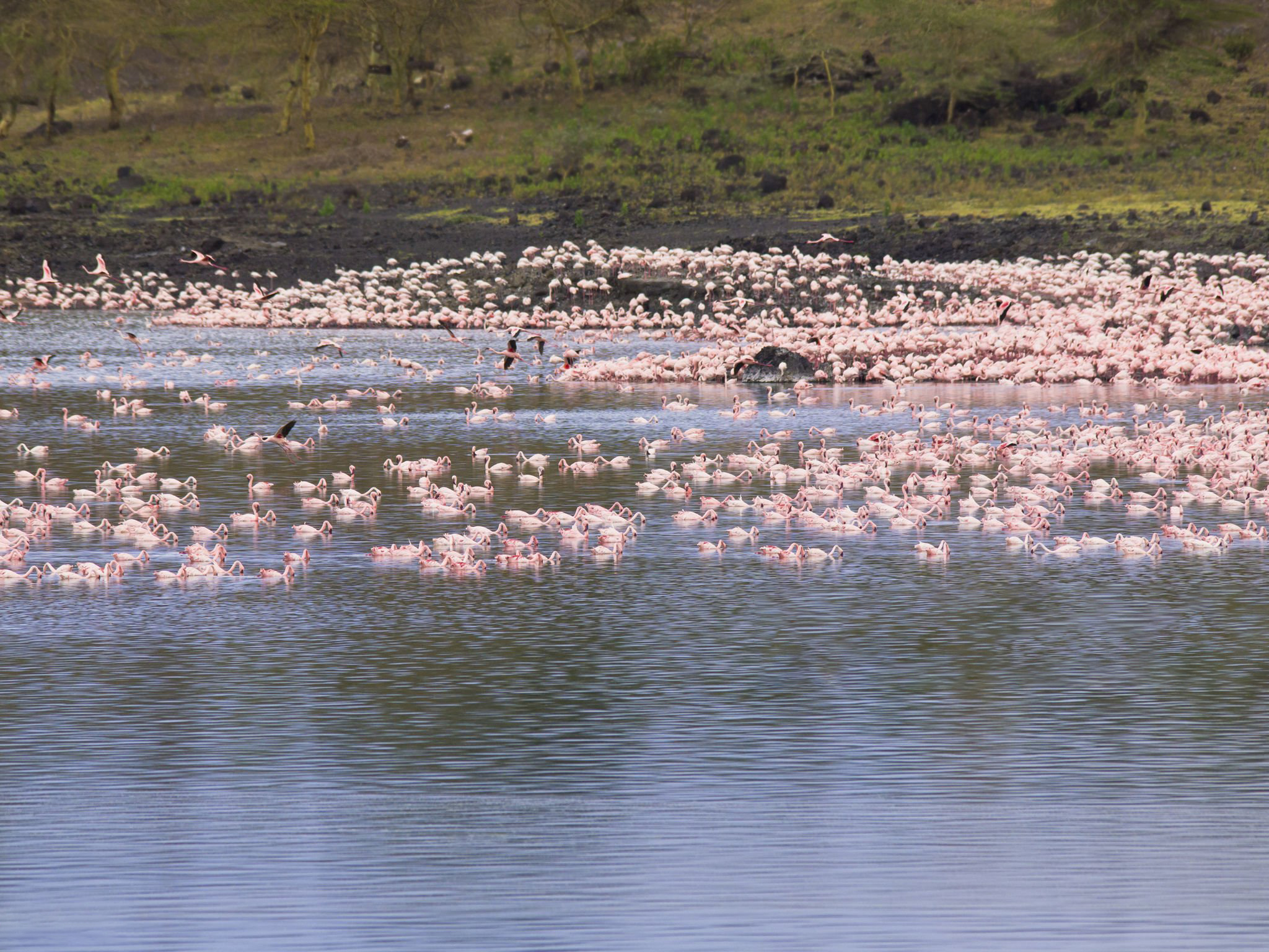 9 Days Northern Tanzania Migration Safari - Image 4