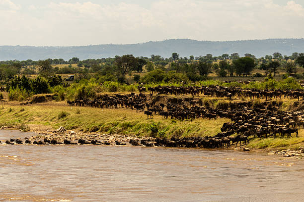 6 Days Great Migration Safari from Zanzibar - Image 2