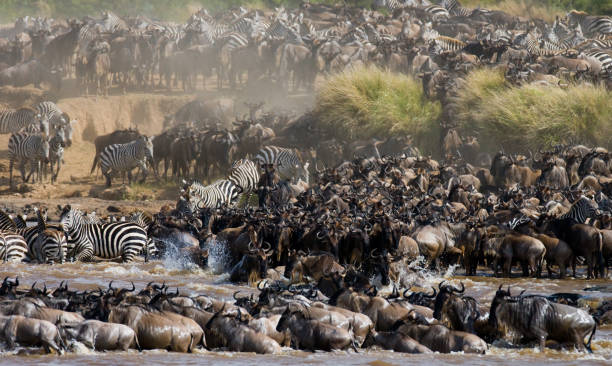 6 Days Semi-Luxury Great Migration Safari - Image 4