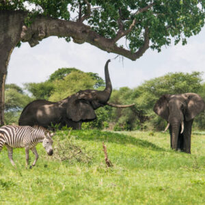 6 Days Great Migration Safari from Zanzibar
