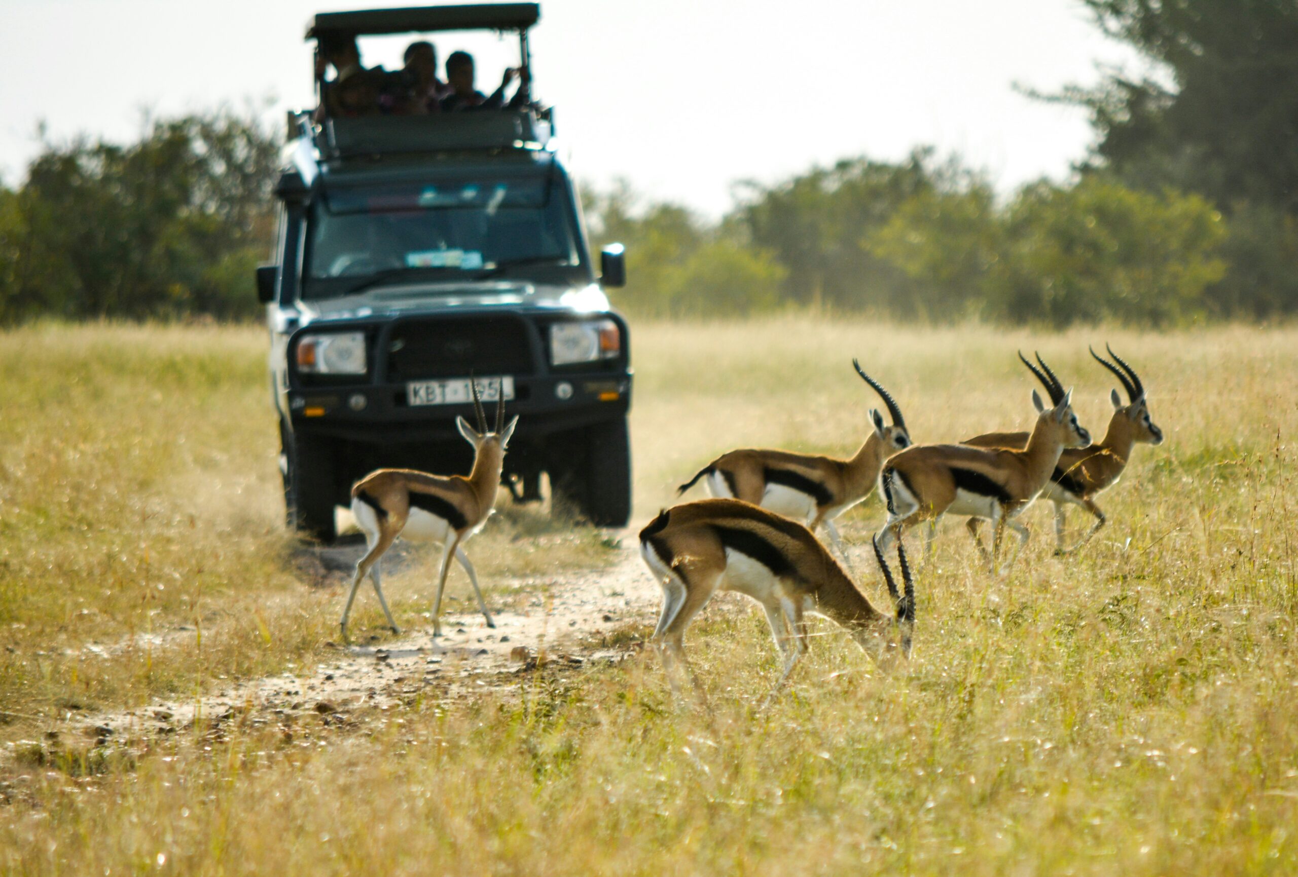 5-Day Great Migration Safari - Image 2