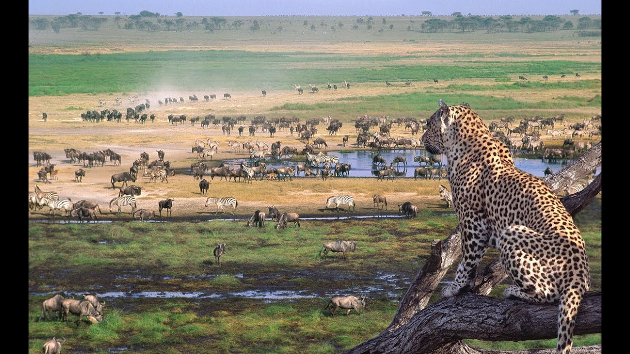 Serengeti national park gal1