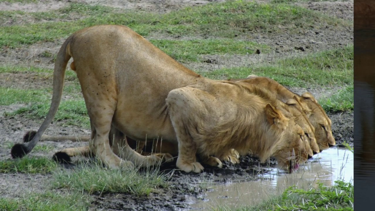 Serengeti national park gal3