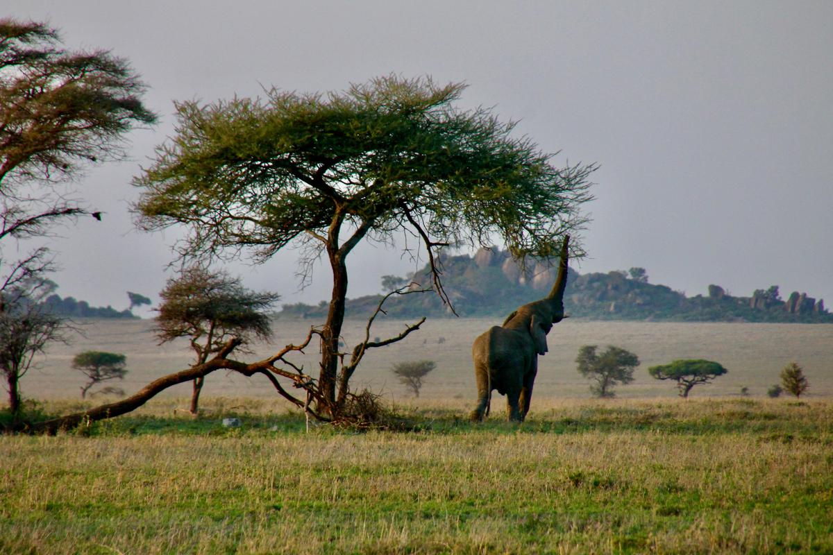 Serengeti national park gal5